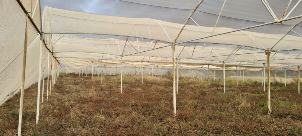 greenhouse installations